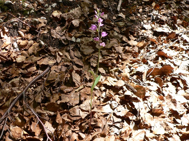 Cephalanthera rubra